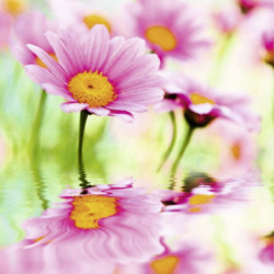 PINK DAISIES Canvas print