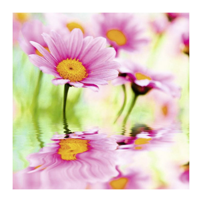 PINK DAISIES Canvas print - Floral canvas print