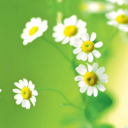 GREEN DAISIES privacy screen