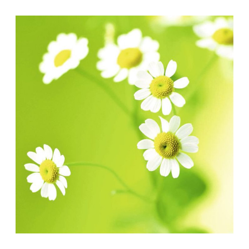 GREEN DAISIES canvas print - Canvas print for kid s room