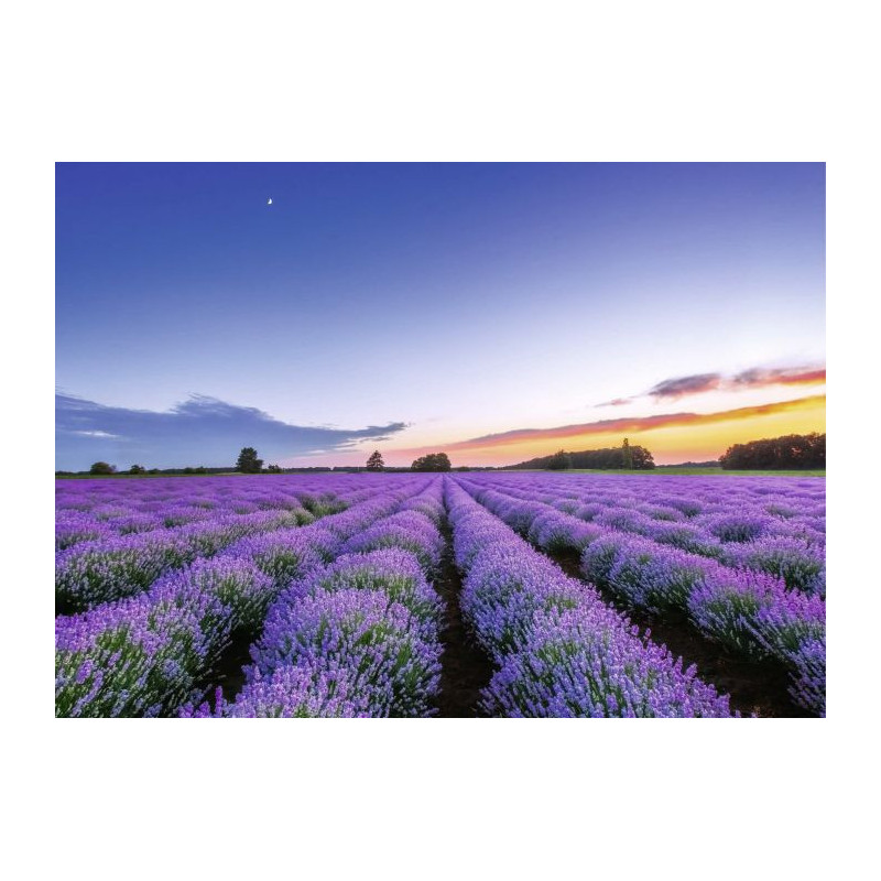 SCENT OF DAWN Canvas print - Nature landscape