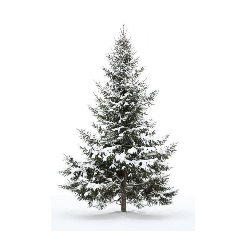 FIR Wall hanging - Nature landscape wall hanging tapestry