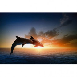 DOLPHINS JUMP Poster