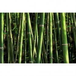 BAMBOOS Privacy screen