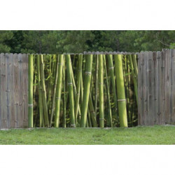 BAMBOOS Privacy screen