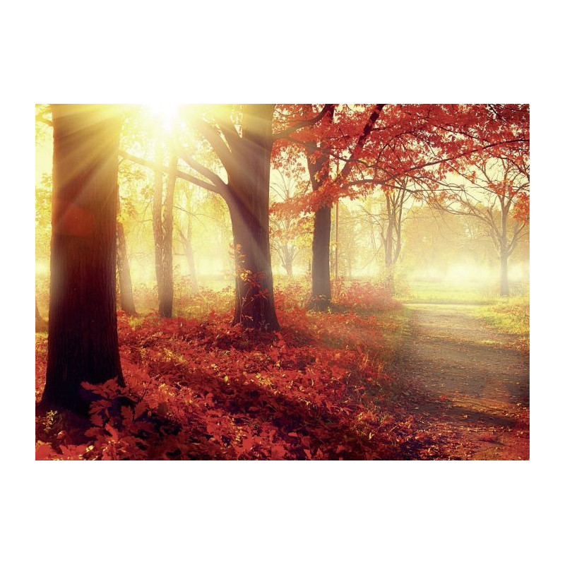 AUTUMN SUN Canvas print - Forest canvas print