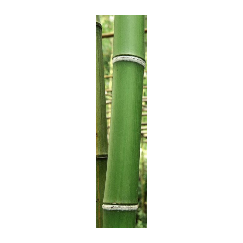 GREEN BAMBOO TREES privacy screen - Privacy screen for balcony