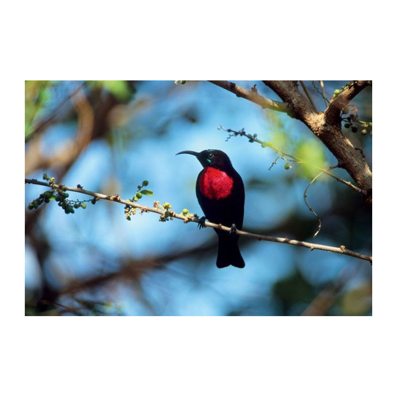 RED SOUIMANGA Canvas print - Wildlife