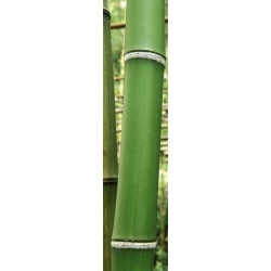 GREEN BAMBOO TREES wall hanging