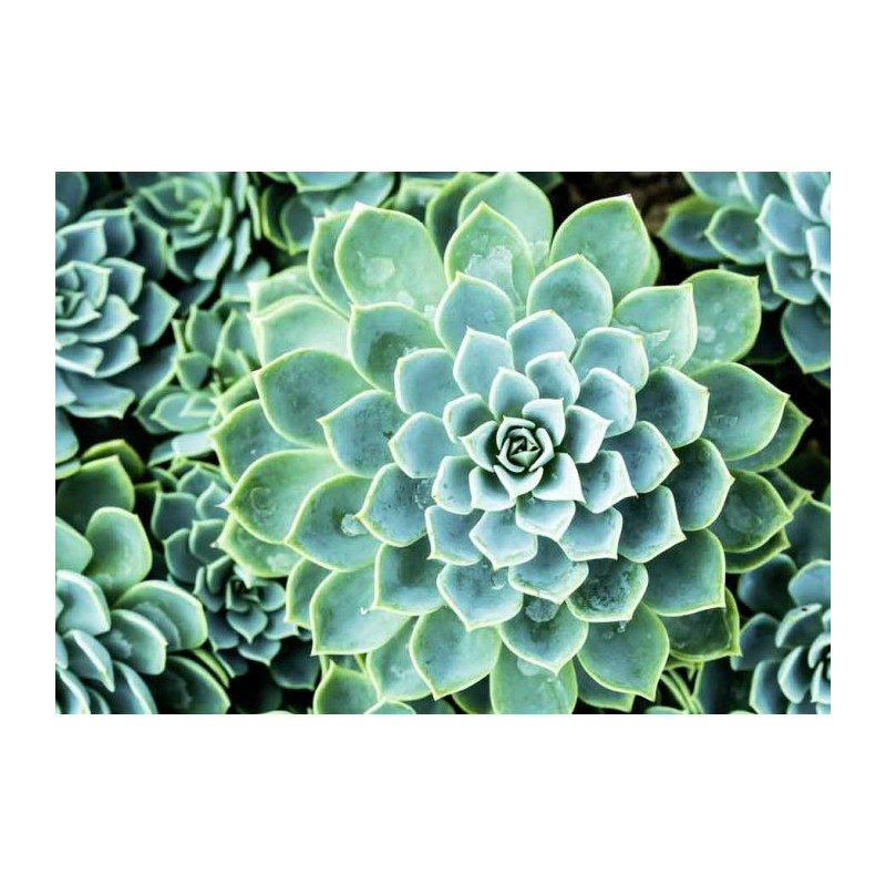 SUCCULENTE canvas print - Xxl canvas prints