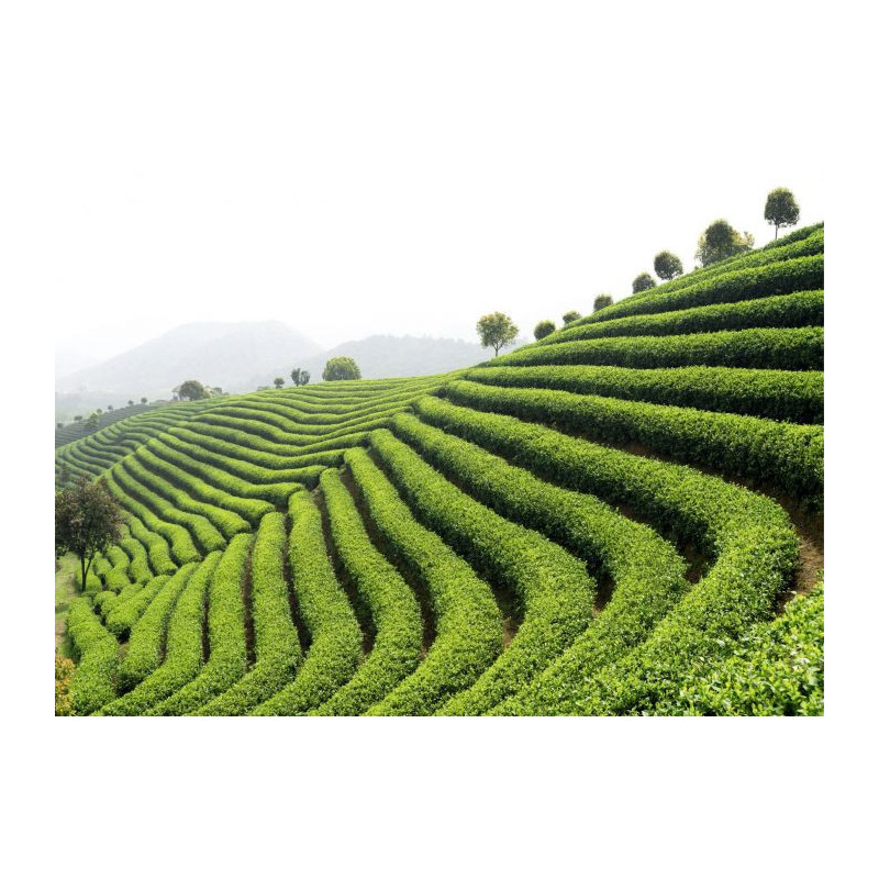 GREEN TEA canvas print - Xxl canvas prints