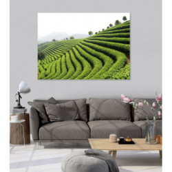 GREEN TEA canvas print