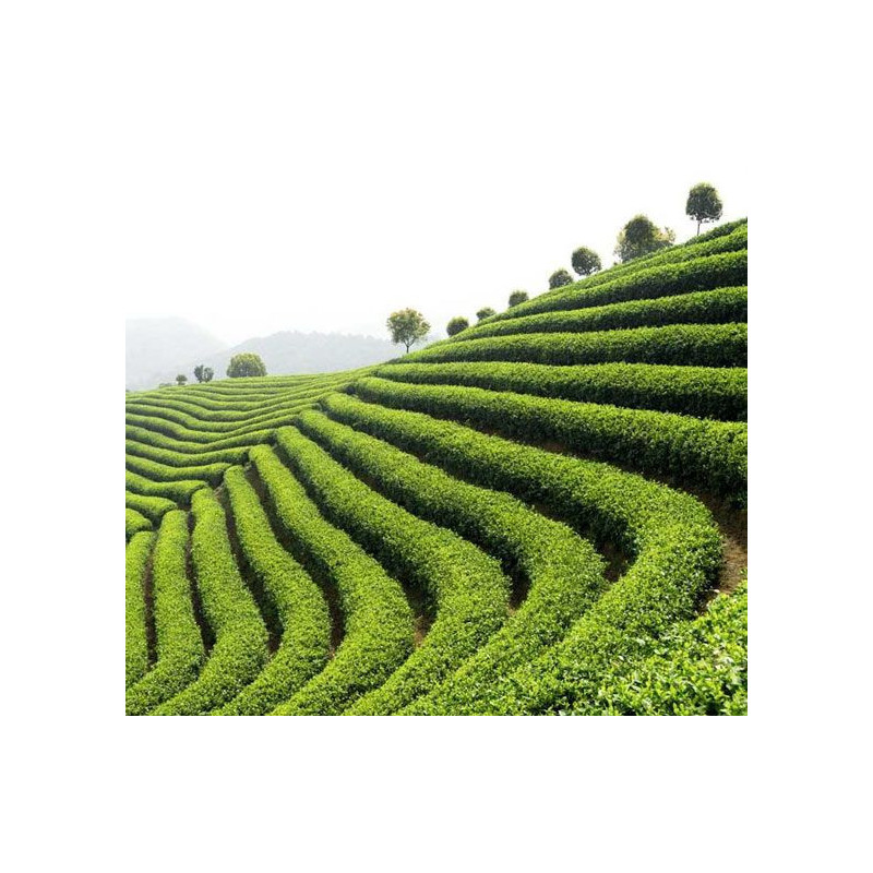 GREEN TEA wallpaper - Panoramic wallpaper