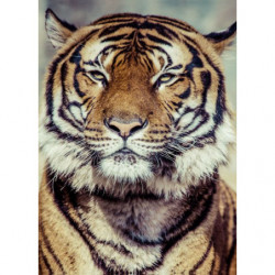 TIGER Canvas print