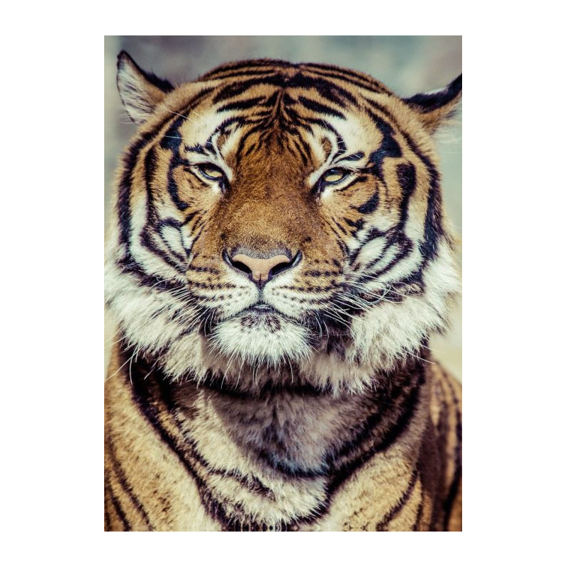 Tableau TIGRE - Tableau animaux