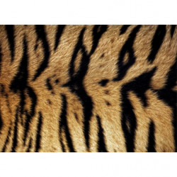 BENGAL TIGER canvas print