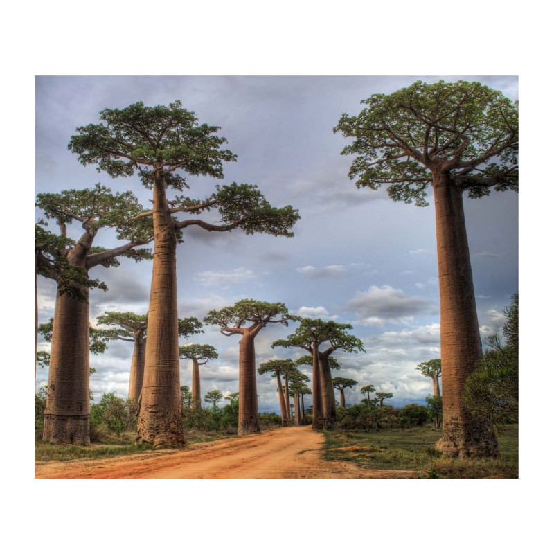 Baobab tree oversized wallpaper- safari vegetation