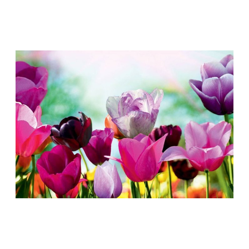 TULIPE COLORS Canvas print - Floral canvas print