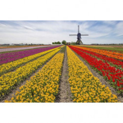 Brise vue TULIPES ARC-EN-CIEL