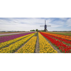 Brise vue TULIPES ARC-EN-CIEL