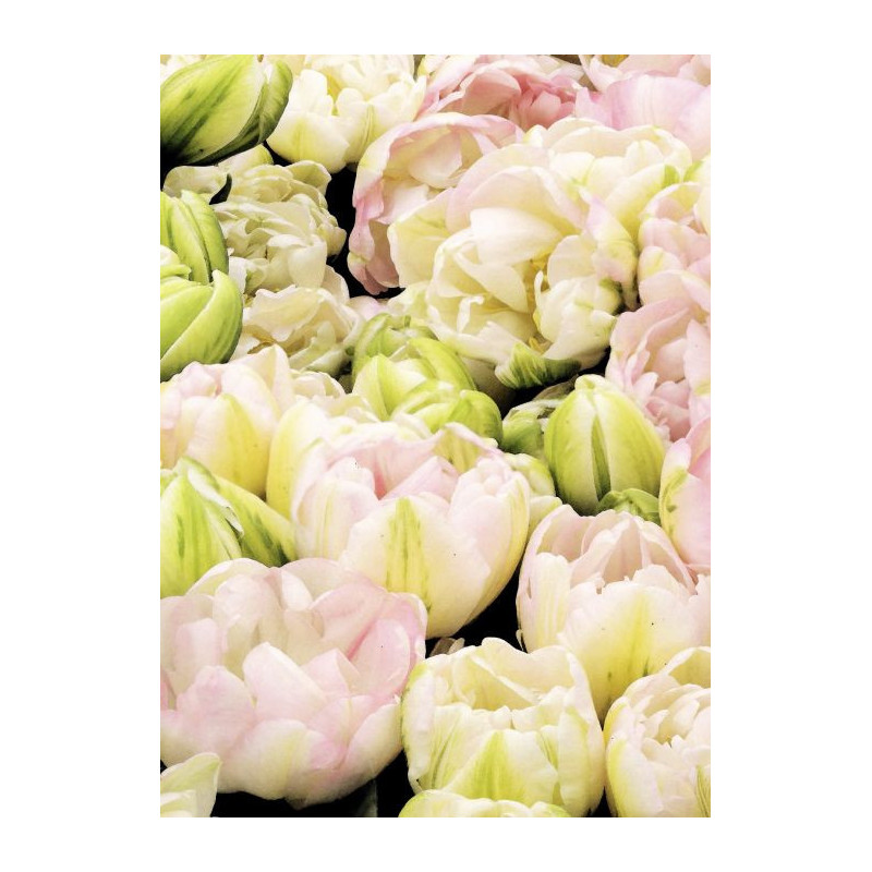 Tableau TULIPES ROSES - Tableau fleurs