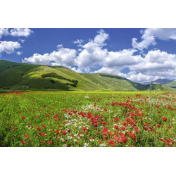 Papier Peint VALLÉE DES COQUELICOTS