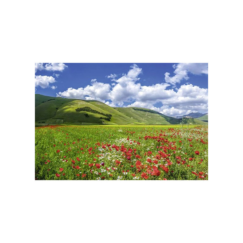 VALLEY OF THE POPPIES Wallpaper - Nature landscape wallpaper