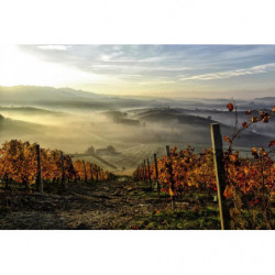 Poster VIGNE D'AUTOMNE