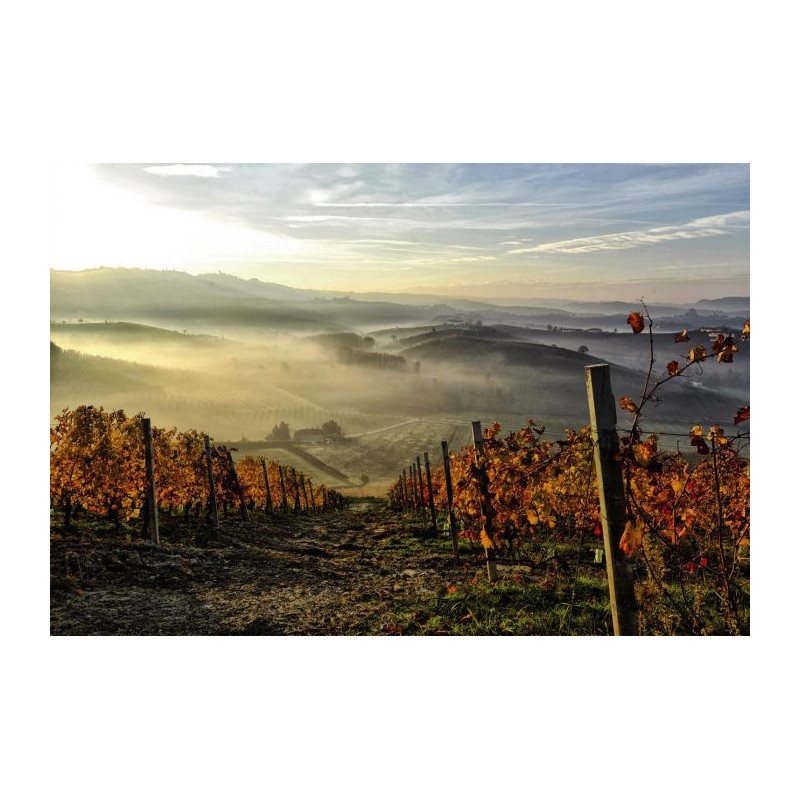 Poster VIGNE D'AUTOMNE - Poster panoramique