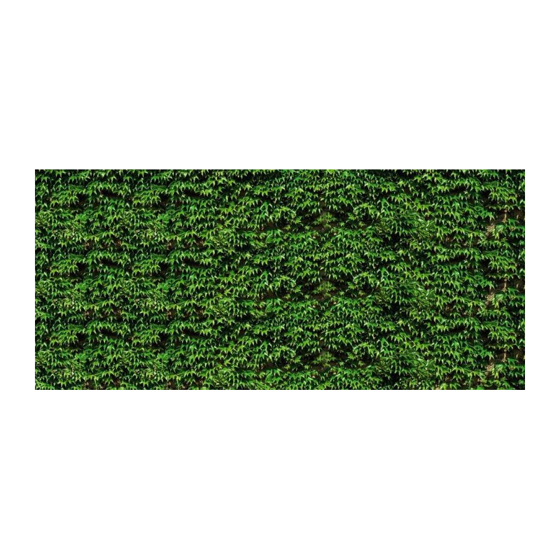 Papier Peint VIGNE VIERGE - Papier peint mur vegetal