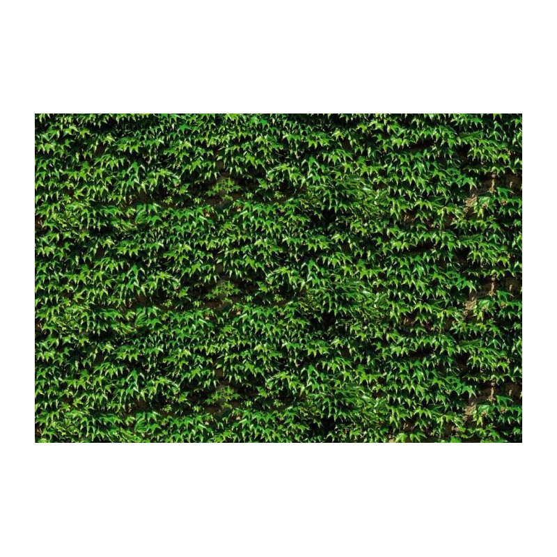 VIRGINIA CREEPER Poster - Livingroom poster