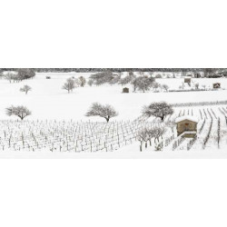 VINES UNDER THE SNOW privacy screen