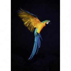 PARROT FLIGHT Canvas print