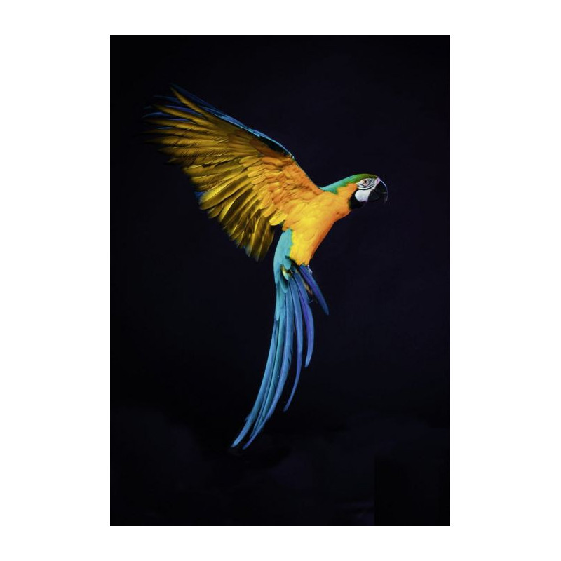 PARROT FLIGHT Canvas print - Wildlife