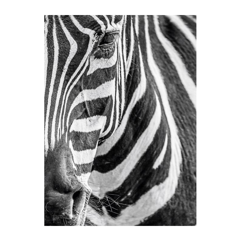 Tableau ZEBRE - Tableau animaux