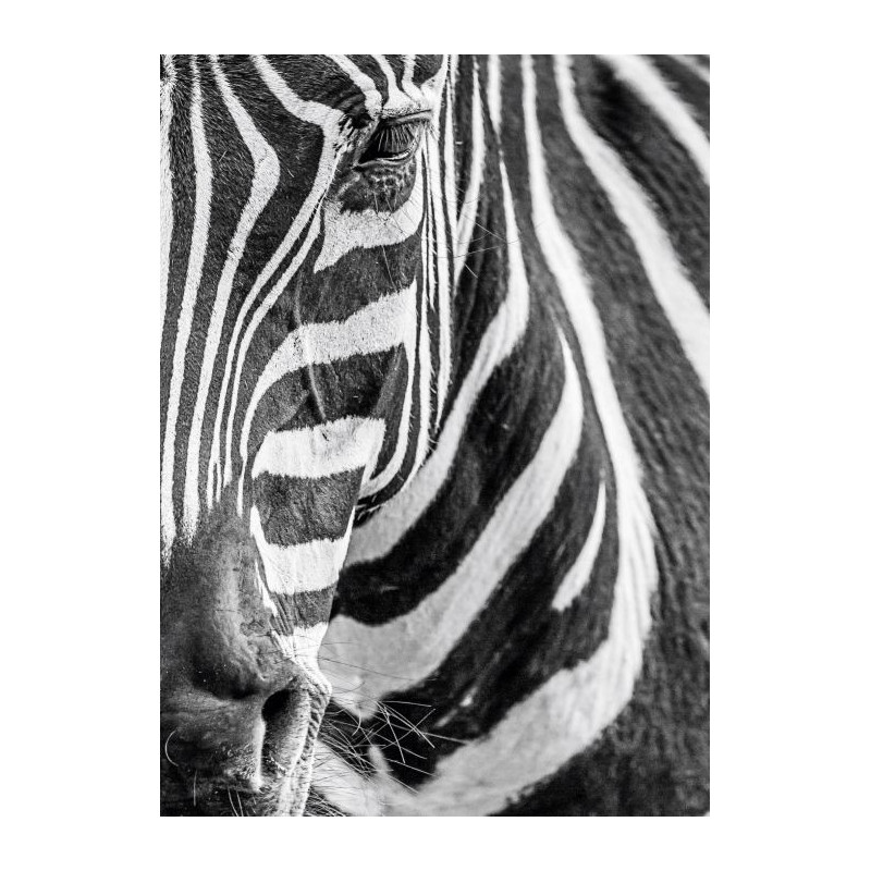 ZEBRE canvas print - Wildlife