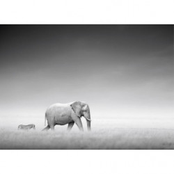 ZEBRA AND ELEPHANT Canvas print