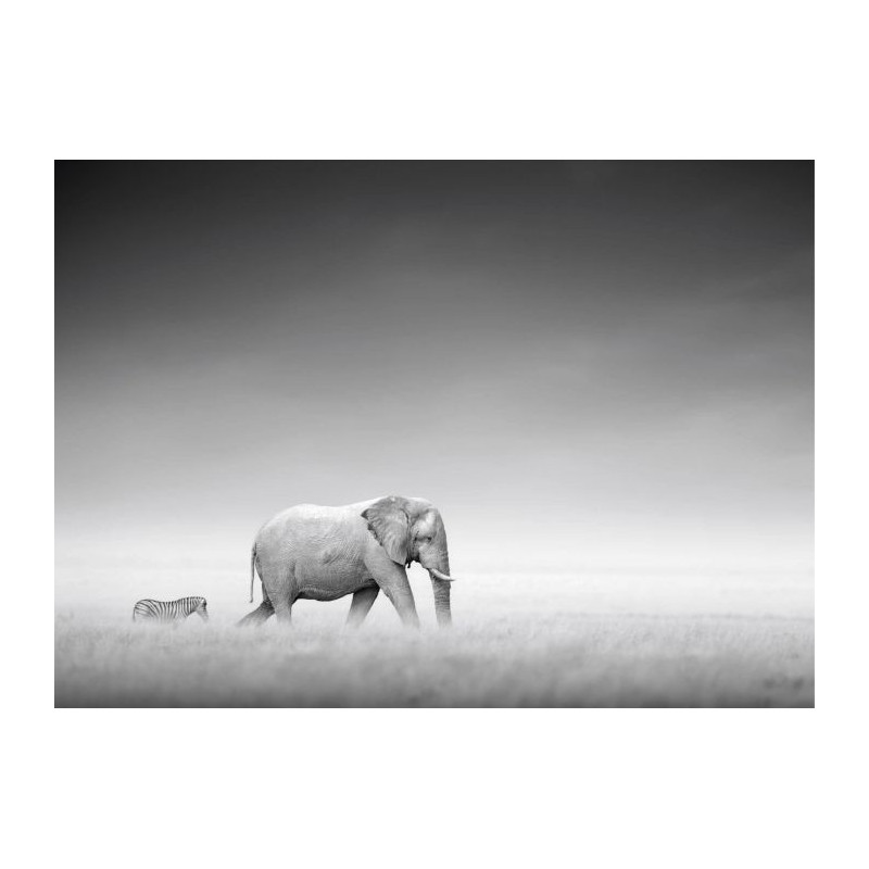 ZEBRA AND ELEPHANT Canvas print - Canvas print for hallways