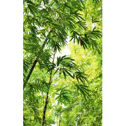 MOSO BAMBOO Poster