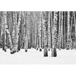 BLACK AND WHITE FOREST Poster