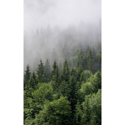 Papier Peint BRUME EN FORET