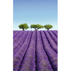 COLOUR LAVENDER poster