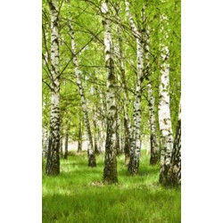 BIRCH FOREST Poster