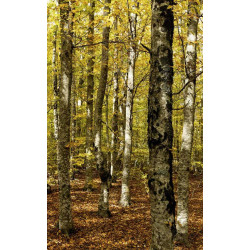 Poster FORET DU VENTOUX