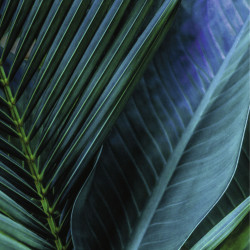 Tableau TROPICAL LEAF