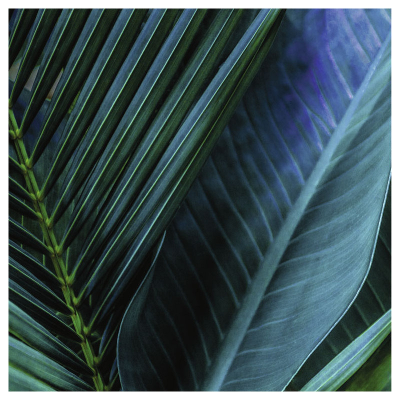 Tableau TROPICAL LEAF - Tableau jungle