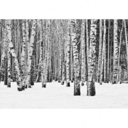 BLACK AND WHITE FOREST Poster