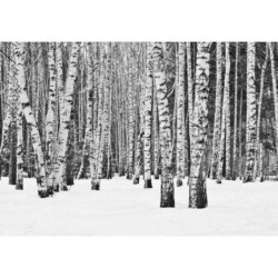 Poster BLACK AND WHITE FOREST