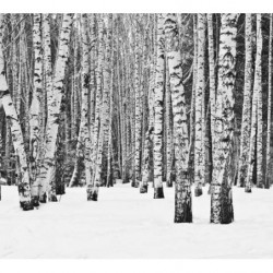 BLACK AND WHITE FOREST Poster