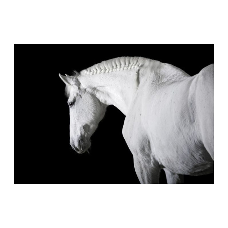 Tableau BLACK AND WHITE HORSE - Tableau noir et blanc